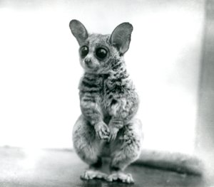 Galago moholi eli Mohol pensasvauva Lontoon eläintarhassa, 12. syyskuuta 1913
